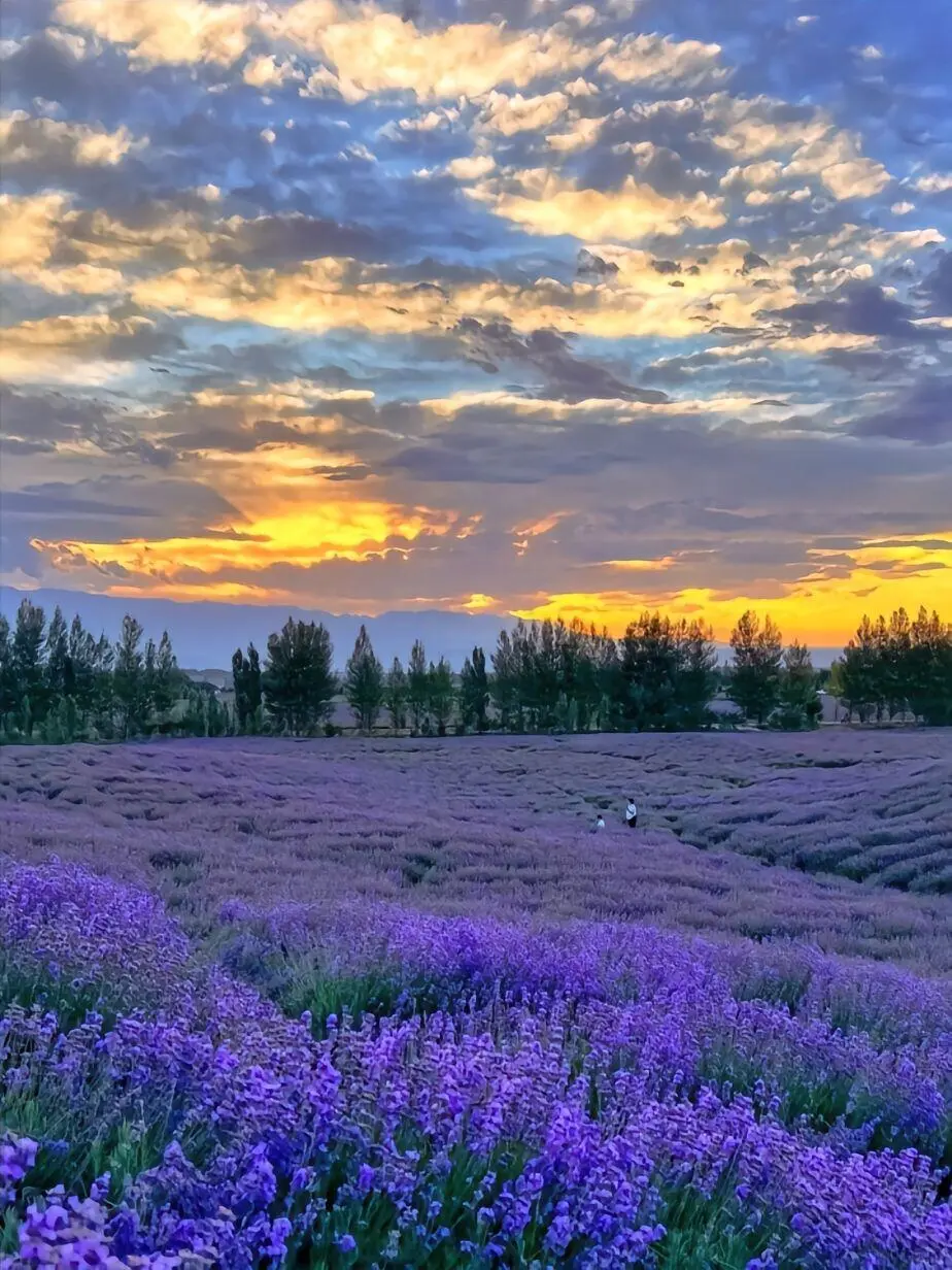 6-8月千万别去新疆伊犁！真的后劲大过失恋