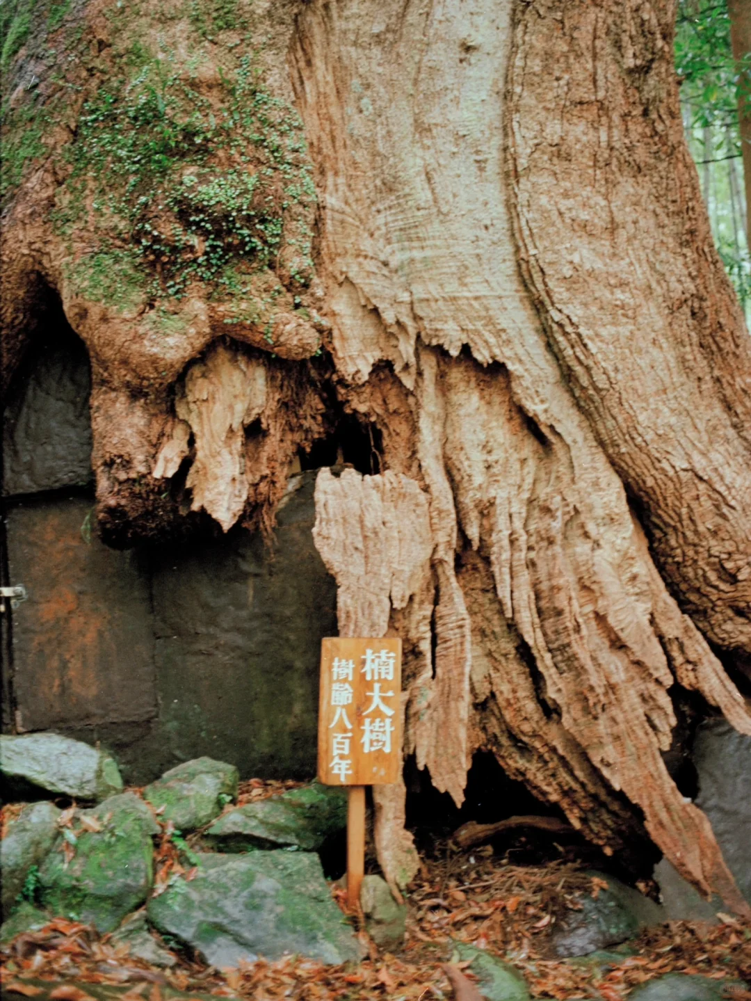 熊野古道樱花季精华路线🌸千年古道邂逅落樱