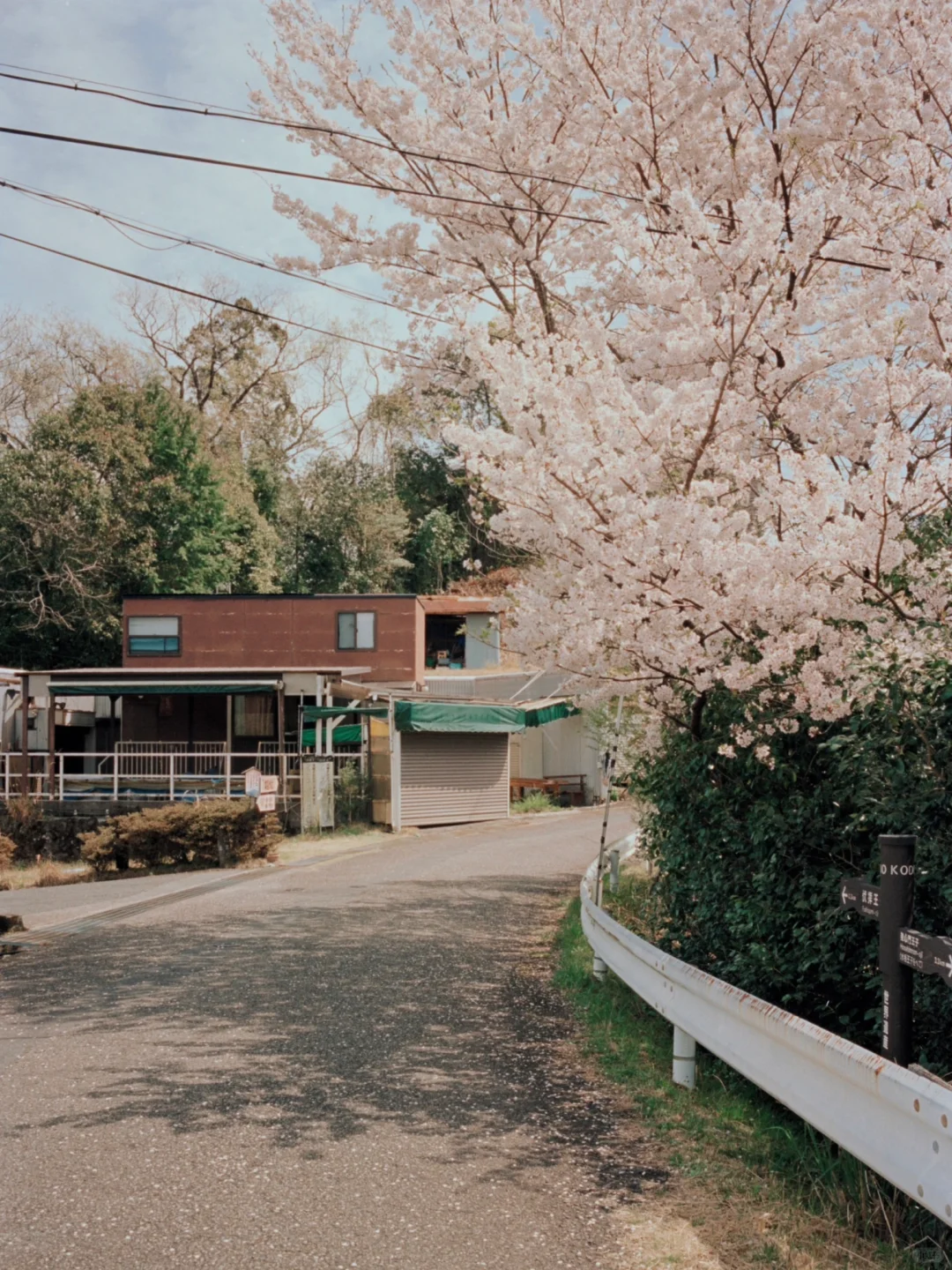 熊野古道樱花季精华路线🌸千年古道邂逅落樱