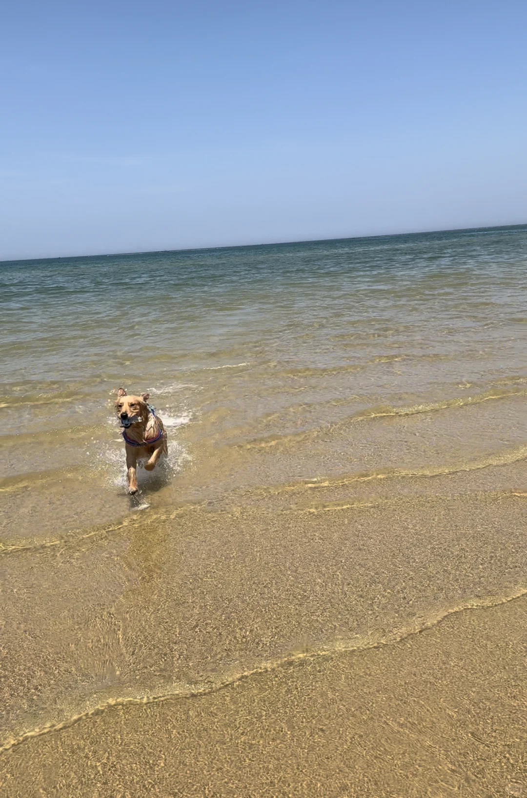 2024带狗狗去过的宠物友好城市景区（推荐）