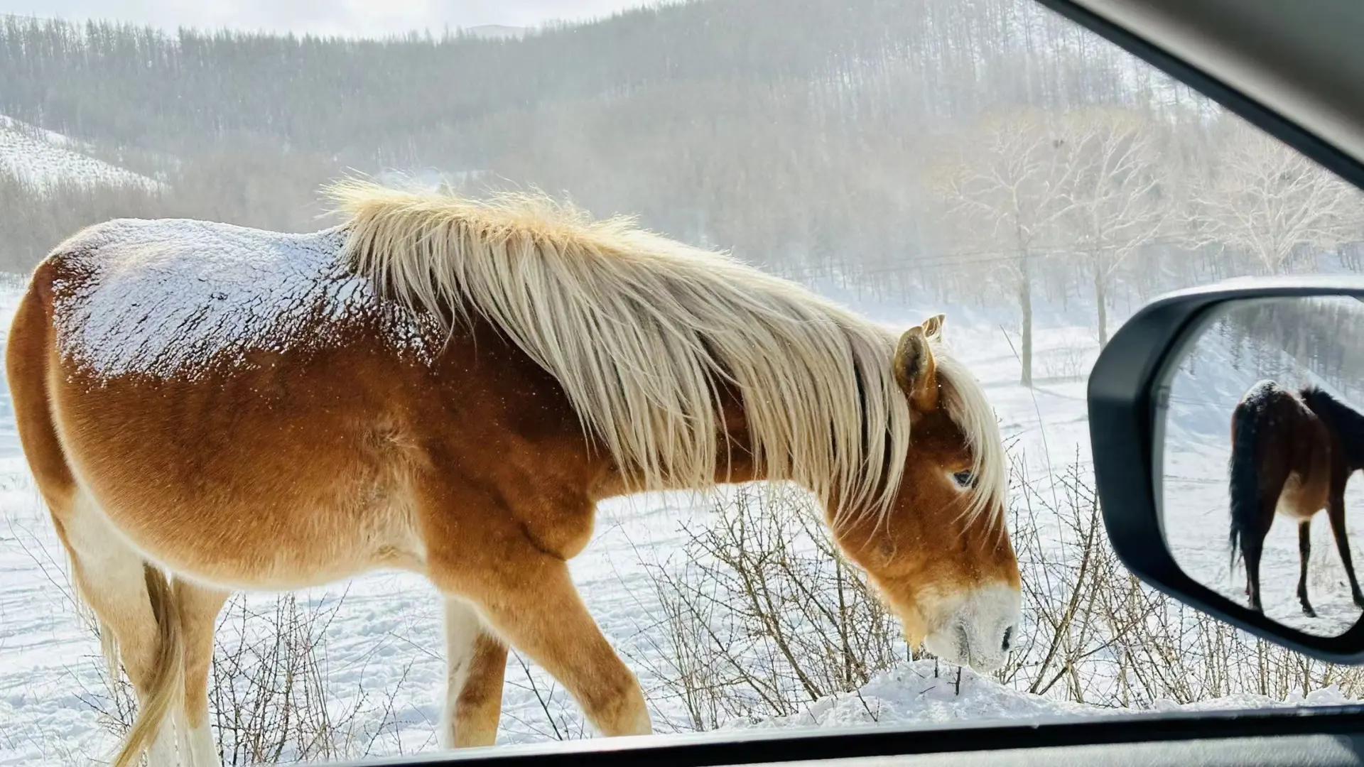 本地人强推！呼和浩特包车打开小众景点