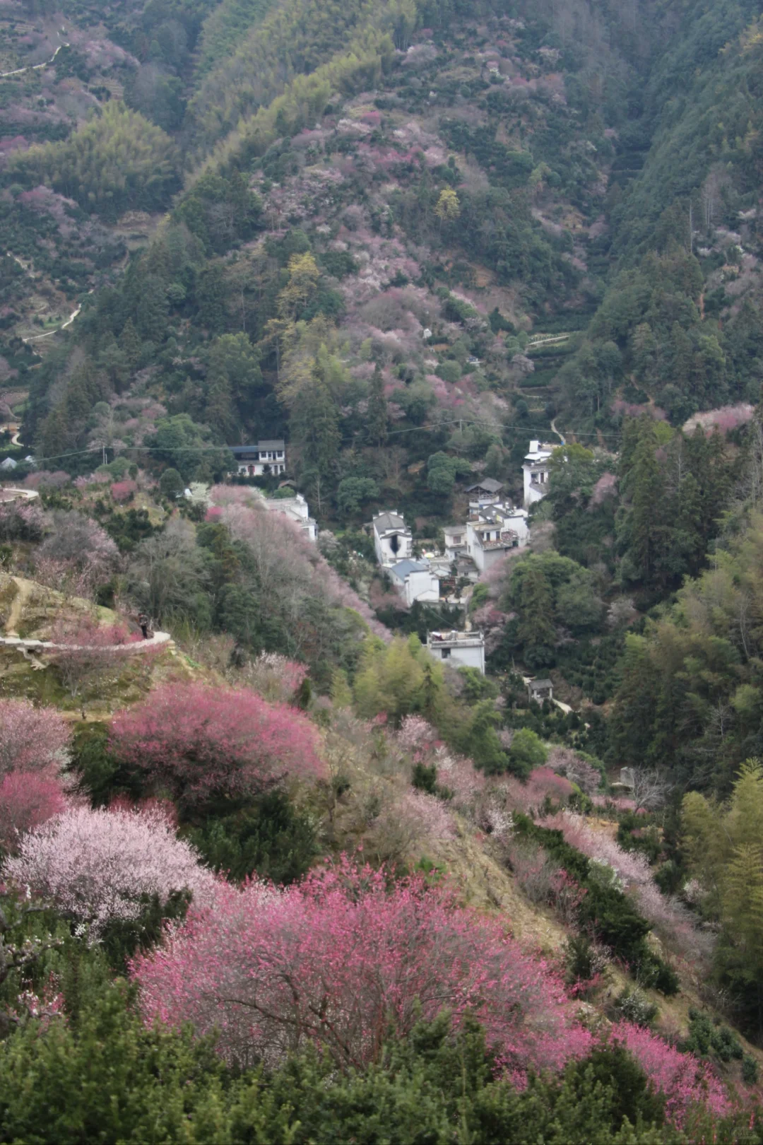 村里老板发来消息:卖花渔村梅花，全开了！