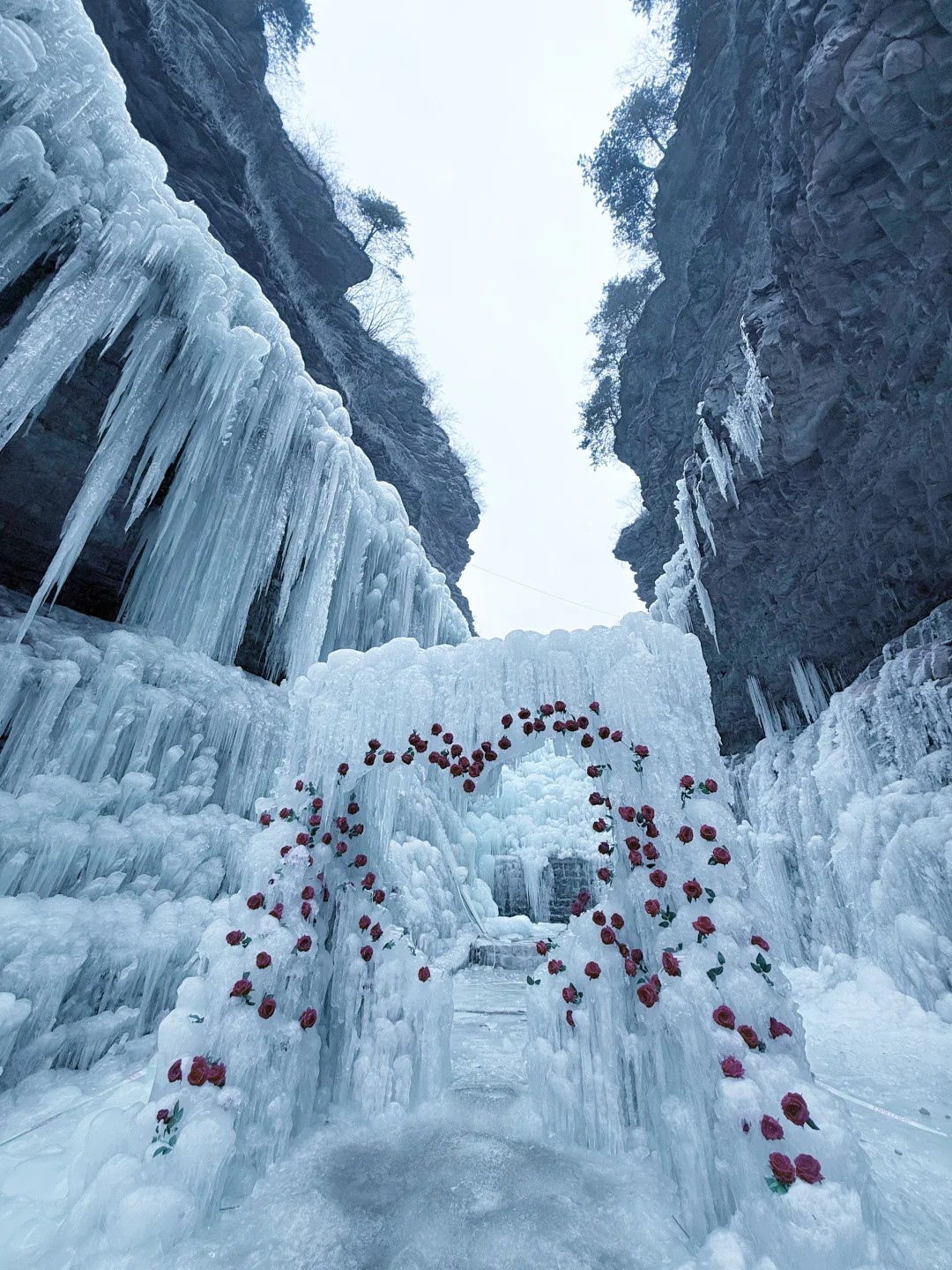 邯郸| 七步沟玫瑰♥️爱心冰挂！梦幻极了🧊