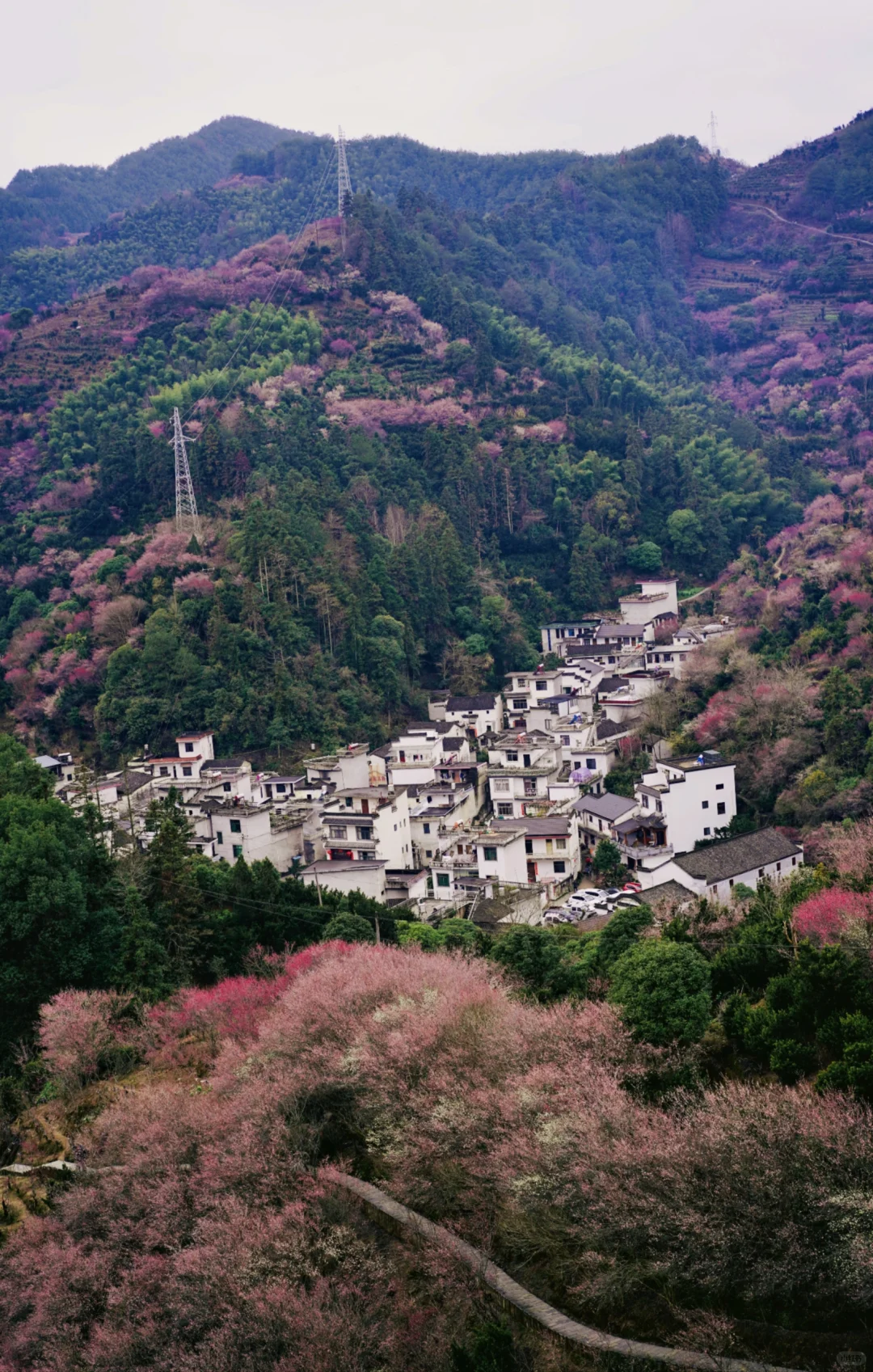 村里老板发来消息:卖花渔村梅花，全开了！