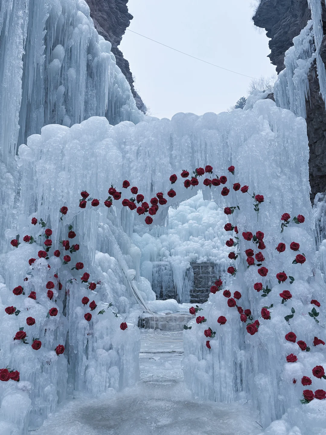 邯郸| 七步沟玫瑰♥️爱心冰挂！梦幻极了🧊