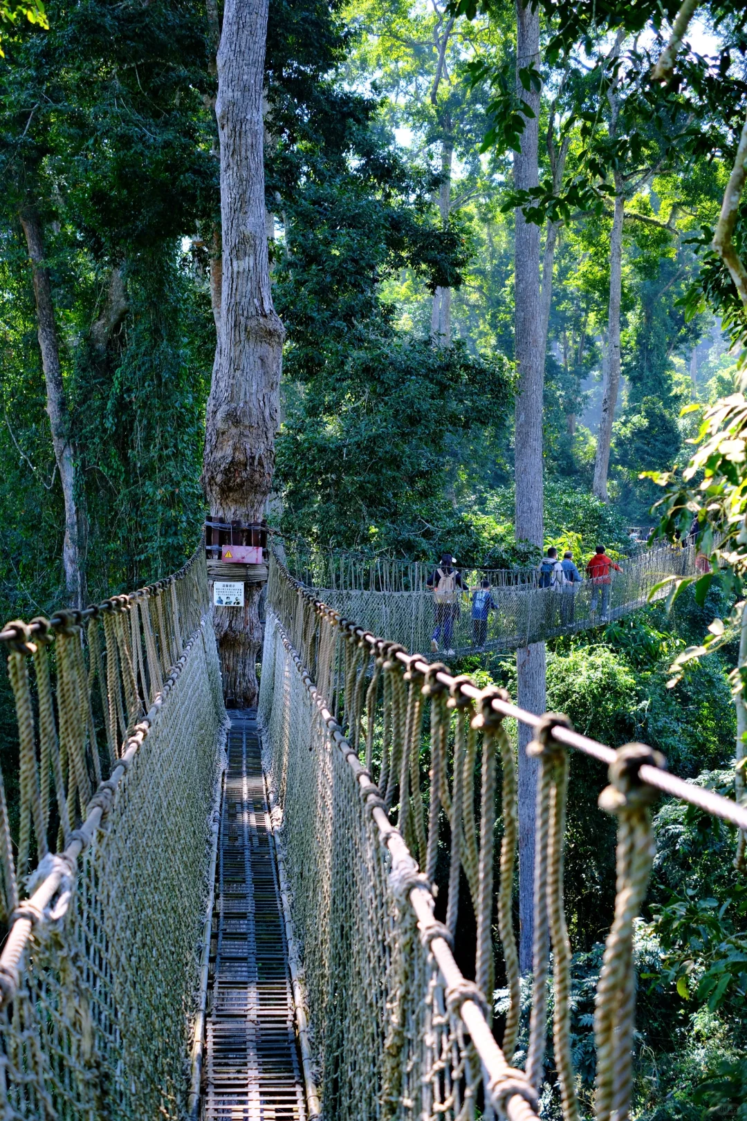 美丽的西双版纳