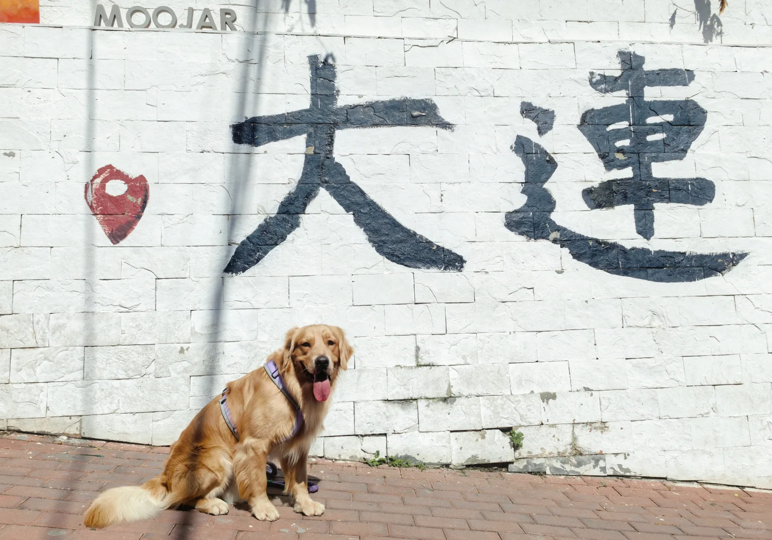 2024带狗狗去过的宠物友好城市景区（推荐）