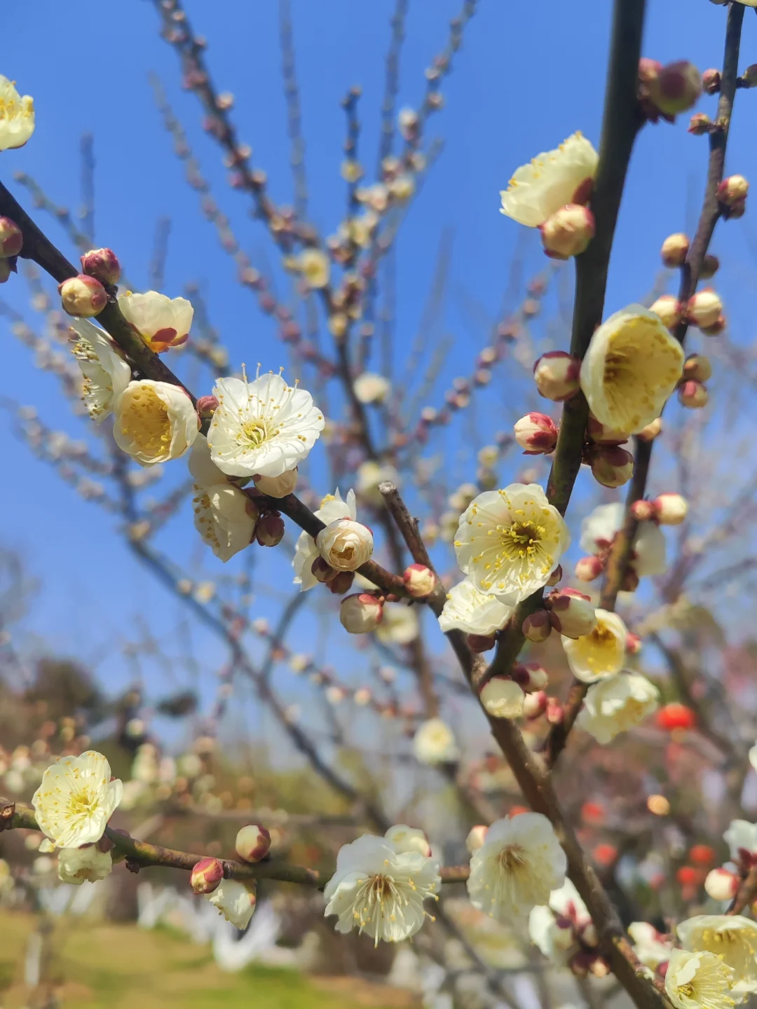 东湖听涛景区的梅花开了,免费!
