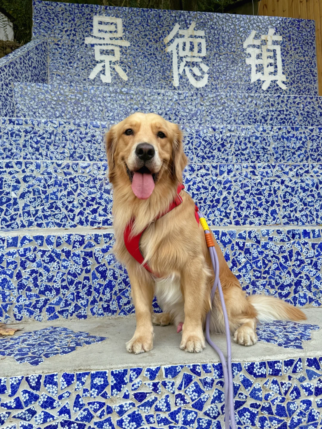 2024带狗狗去过的宠物友好城市景区（推荐）