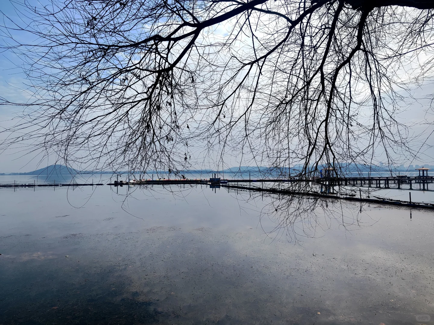 东湖听涛景区的梅花开了,免费!