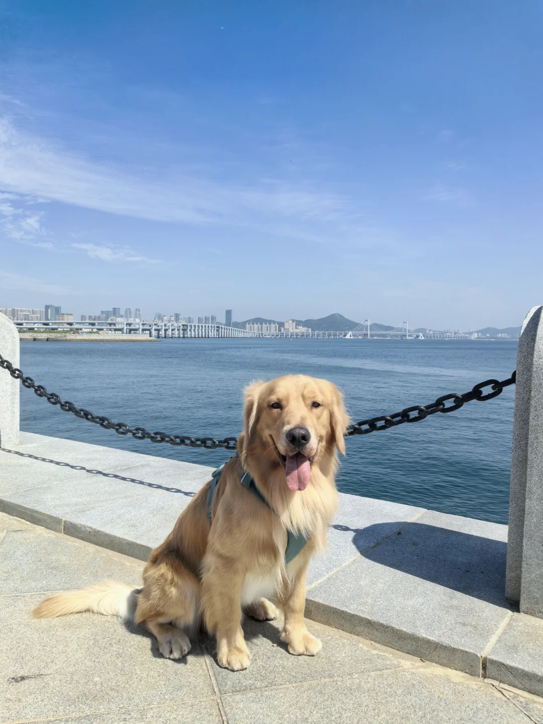 2024带狗狗去过的宠物友好城市景区（推荐）