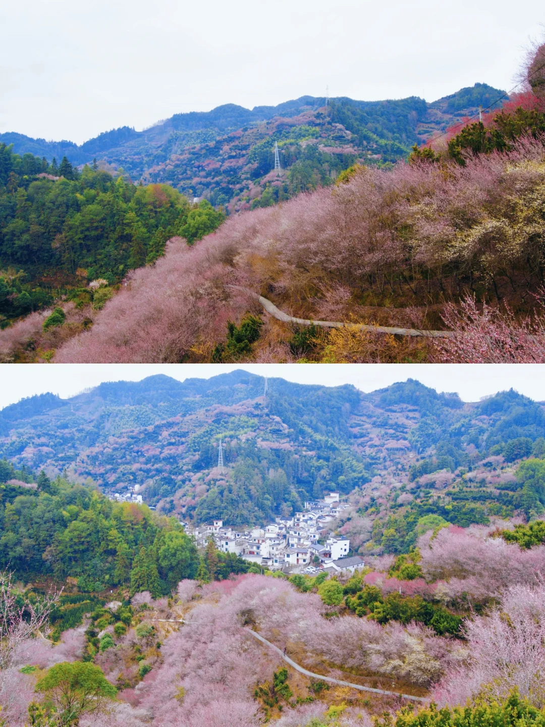 村里老板发来消息:卖花渔村梅花，全开了！