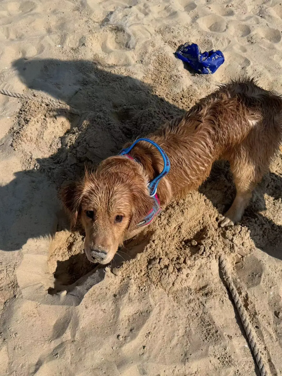 2024带狗狗去过的宠物友好城市景区（推荐）