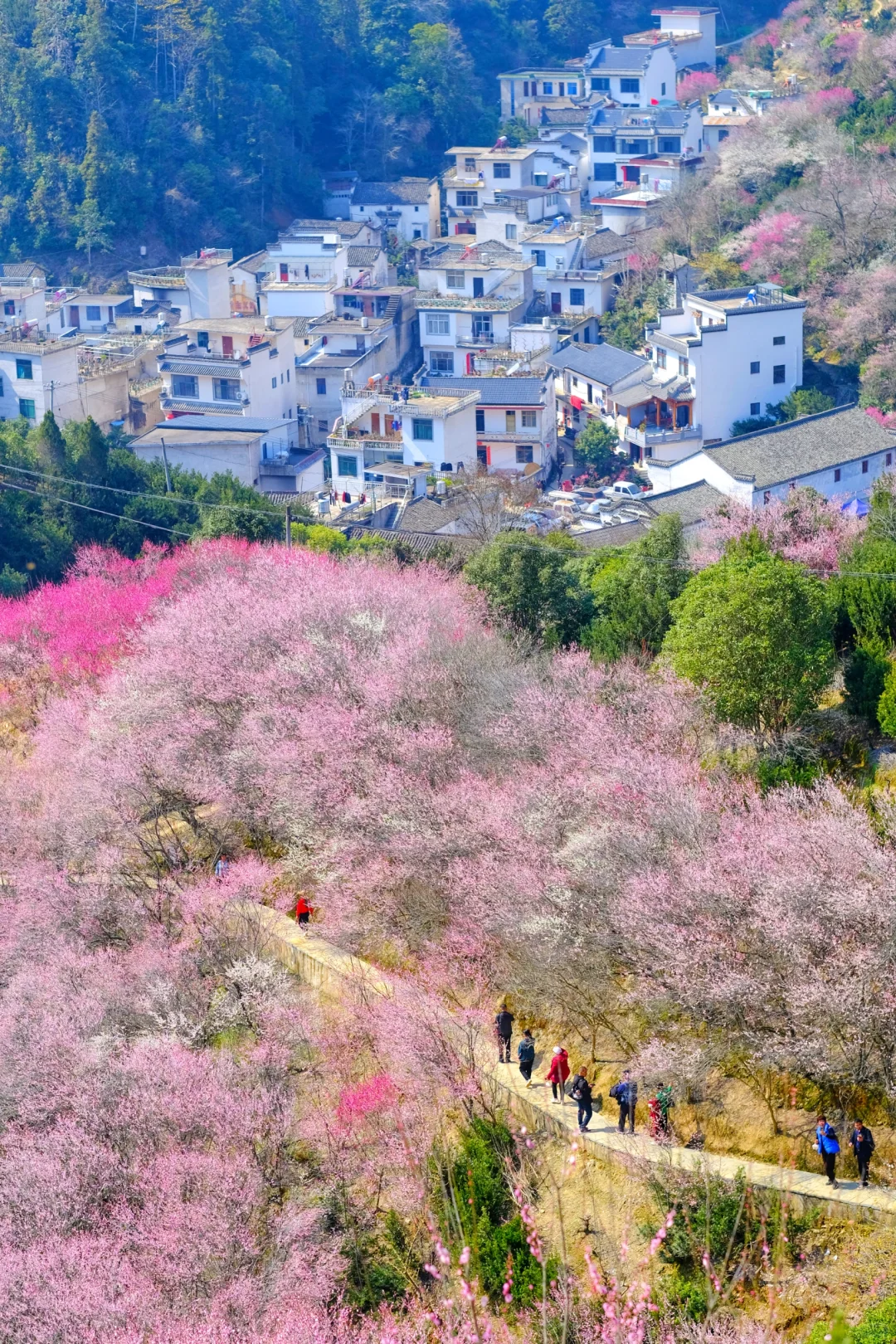 村里老板发来消息:卖花渔村梅花，全开了！