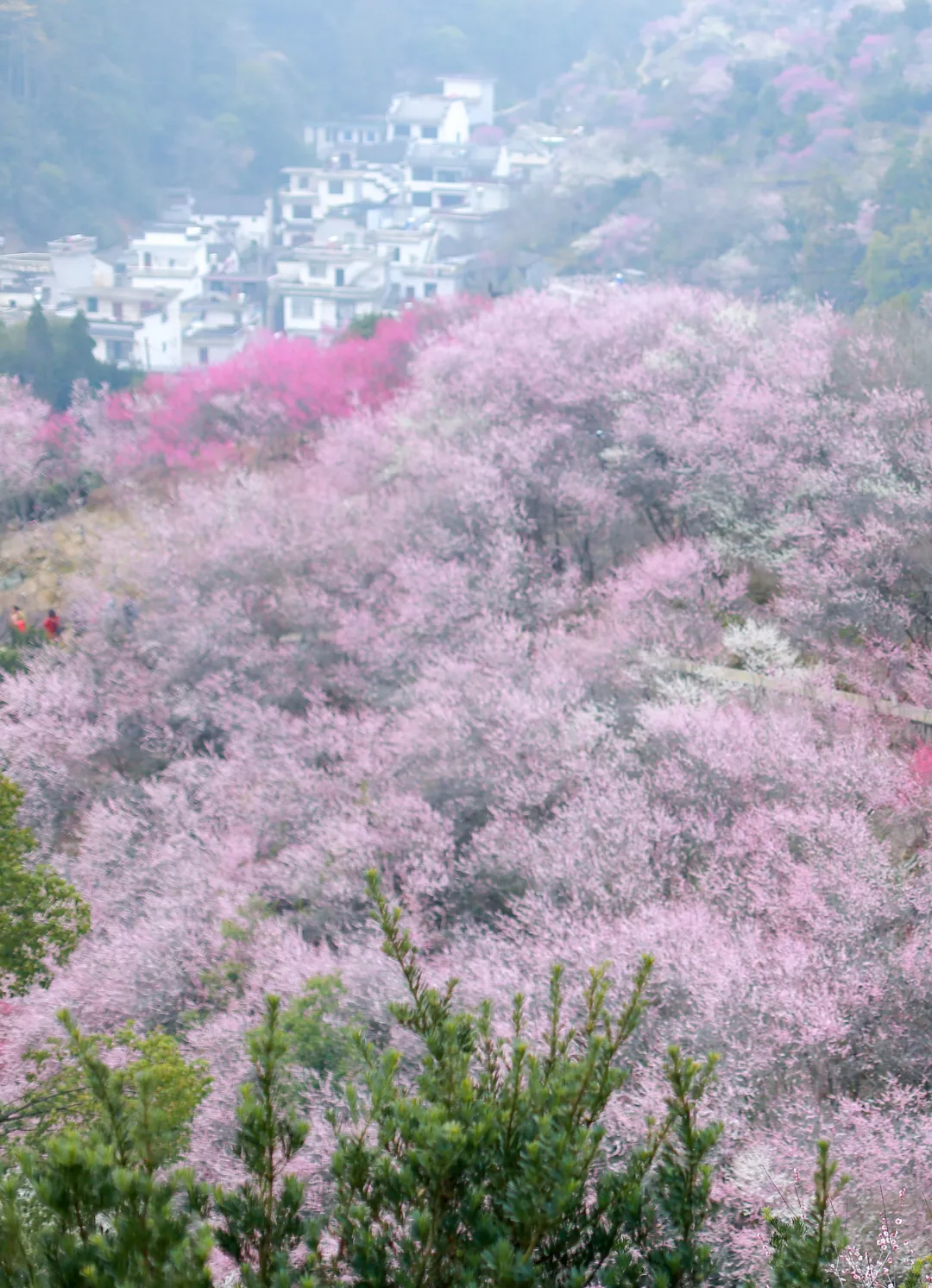村里老板发来消息:卖花渔村梅花，全开了！