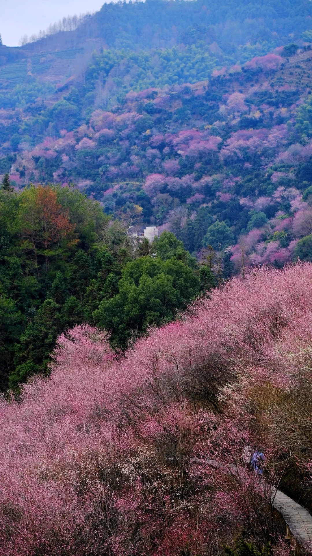 村里老板发来消息:卖花渔村梅花，全开了！