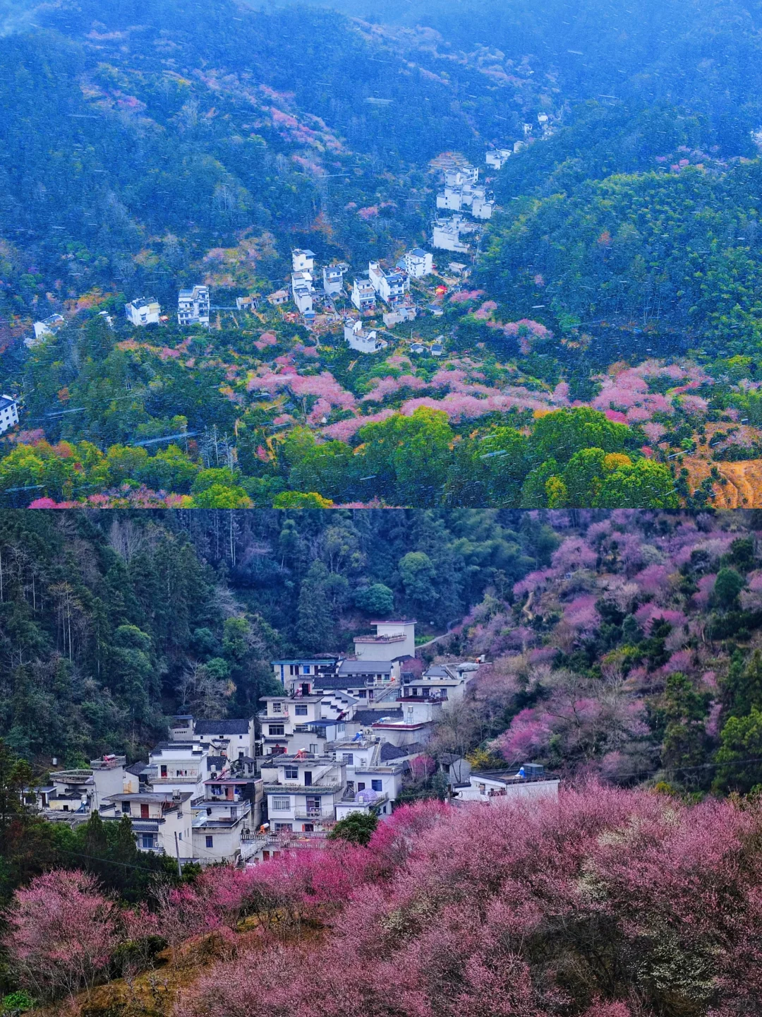 村里老板发来消息:卖花渔村梅花，全开了！