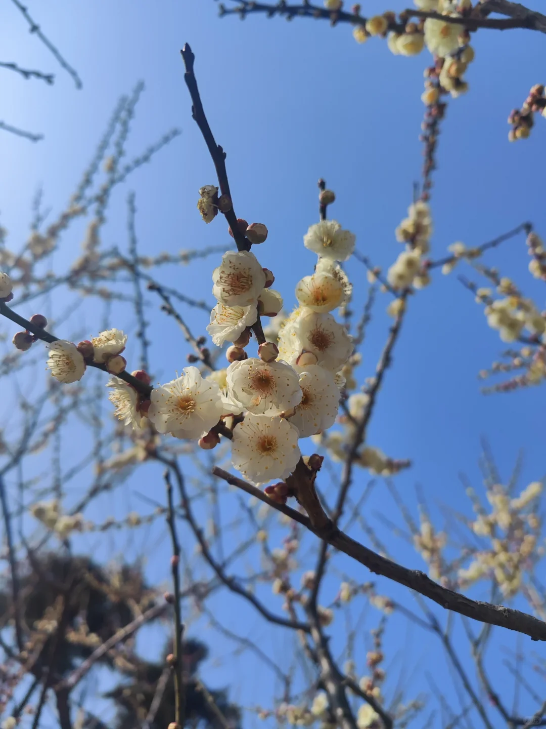 东湖听涛景区的梅花开了,免费!