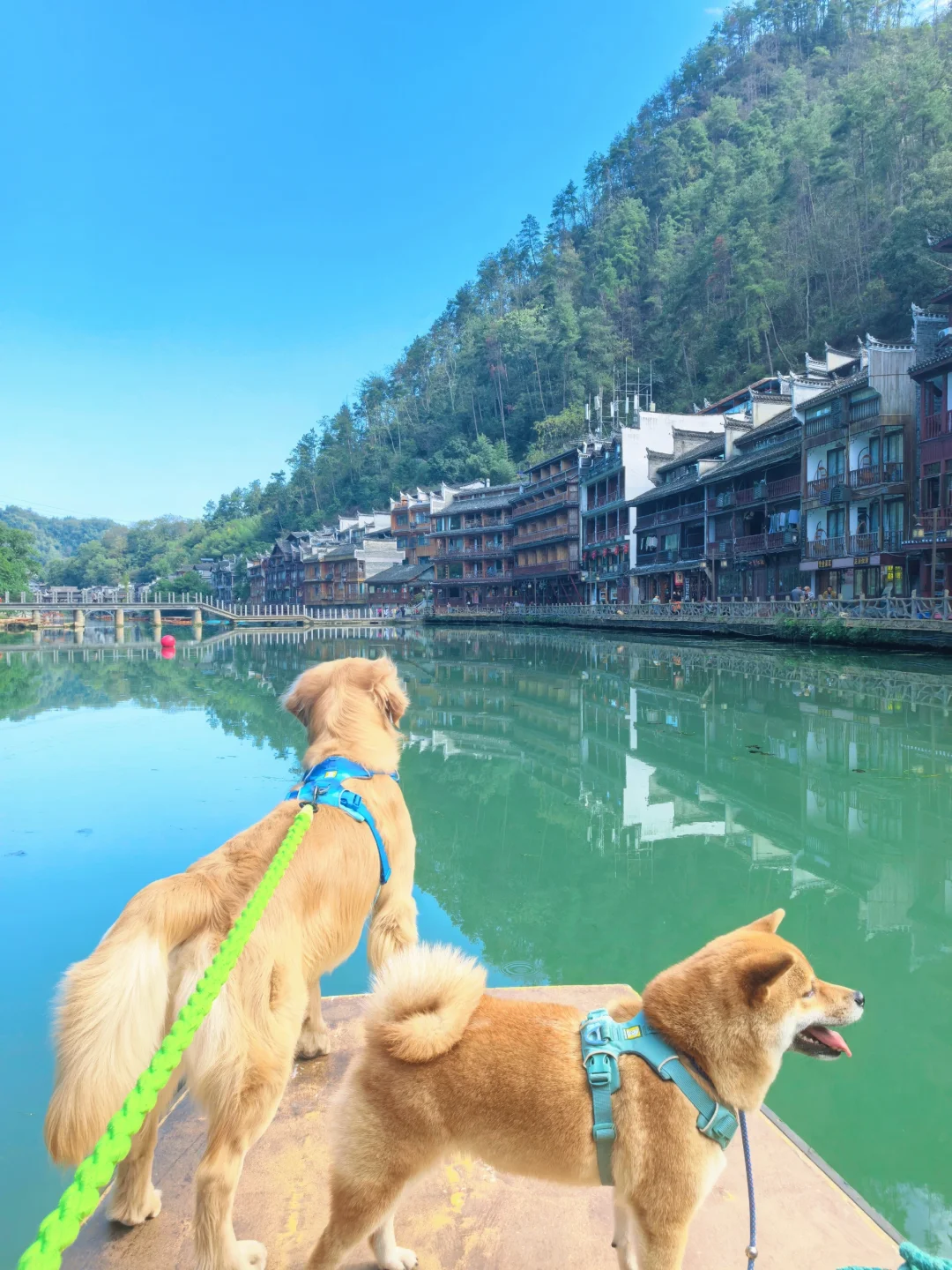 2024带狗狗去过的宠物友好城市景区（推荐）