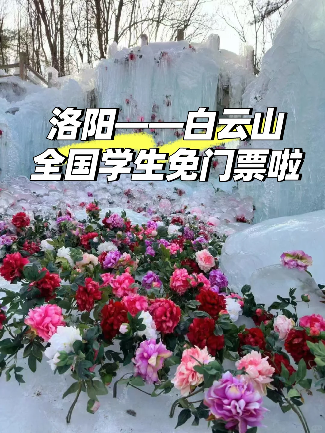 洛阳白云山旅游刚回来，我的建议是：