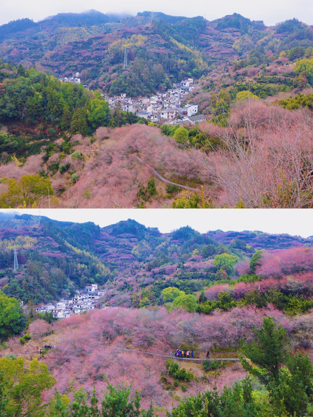 村里老板发来消息:卖花渔村梅花，全开了！