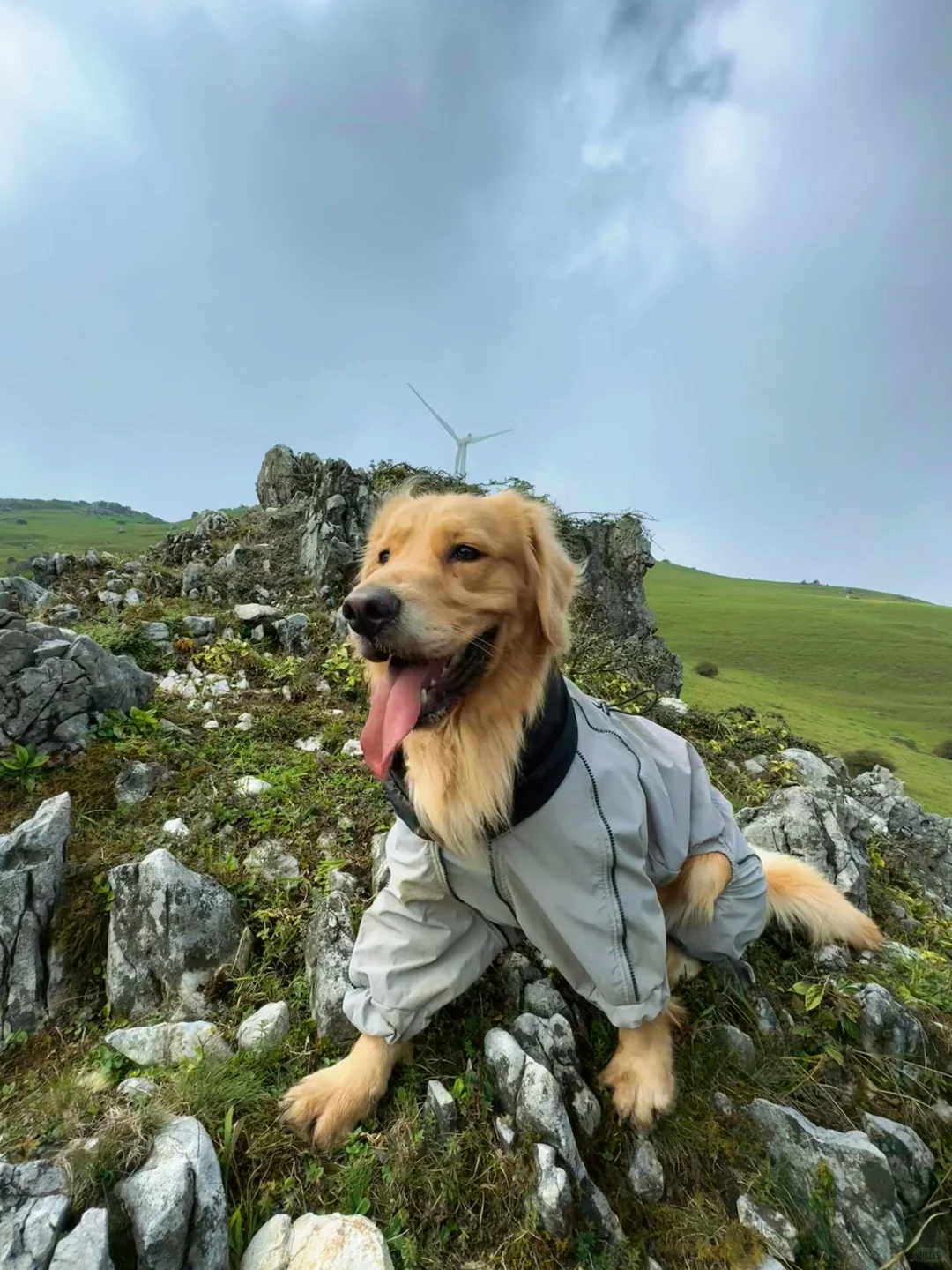 2024带狗狗去过的宠物友好城市景区（推荐）