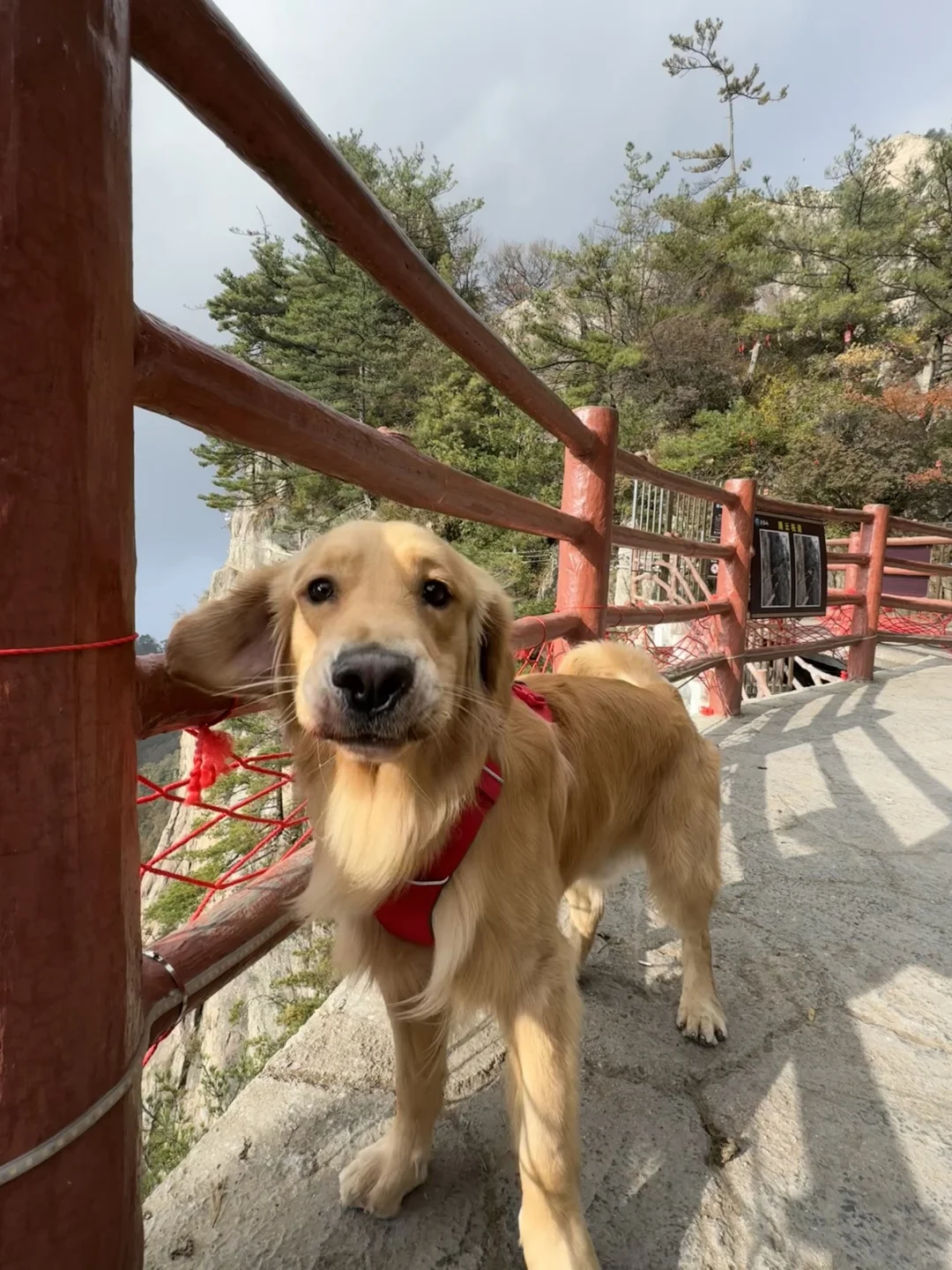 2024带狗狗去过的宠物友好城市景区（推荐）