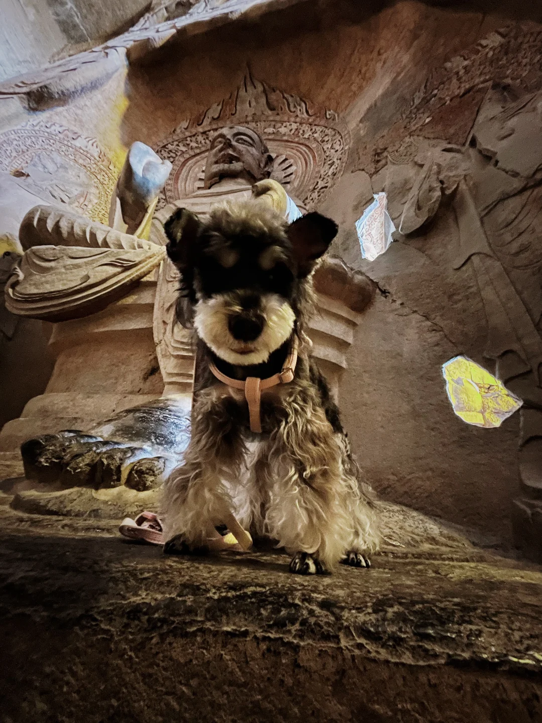 石家庄及周边宠物友好景区（新增龙泉古镇）