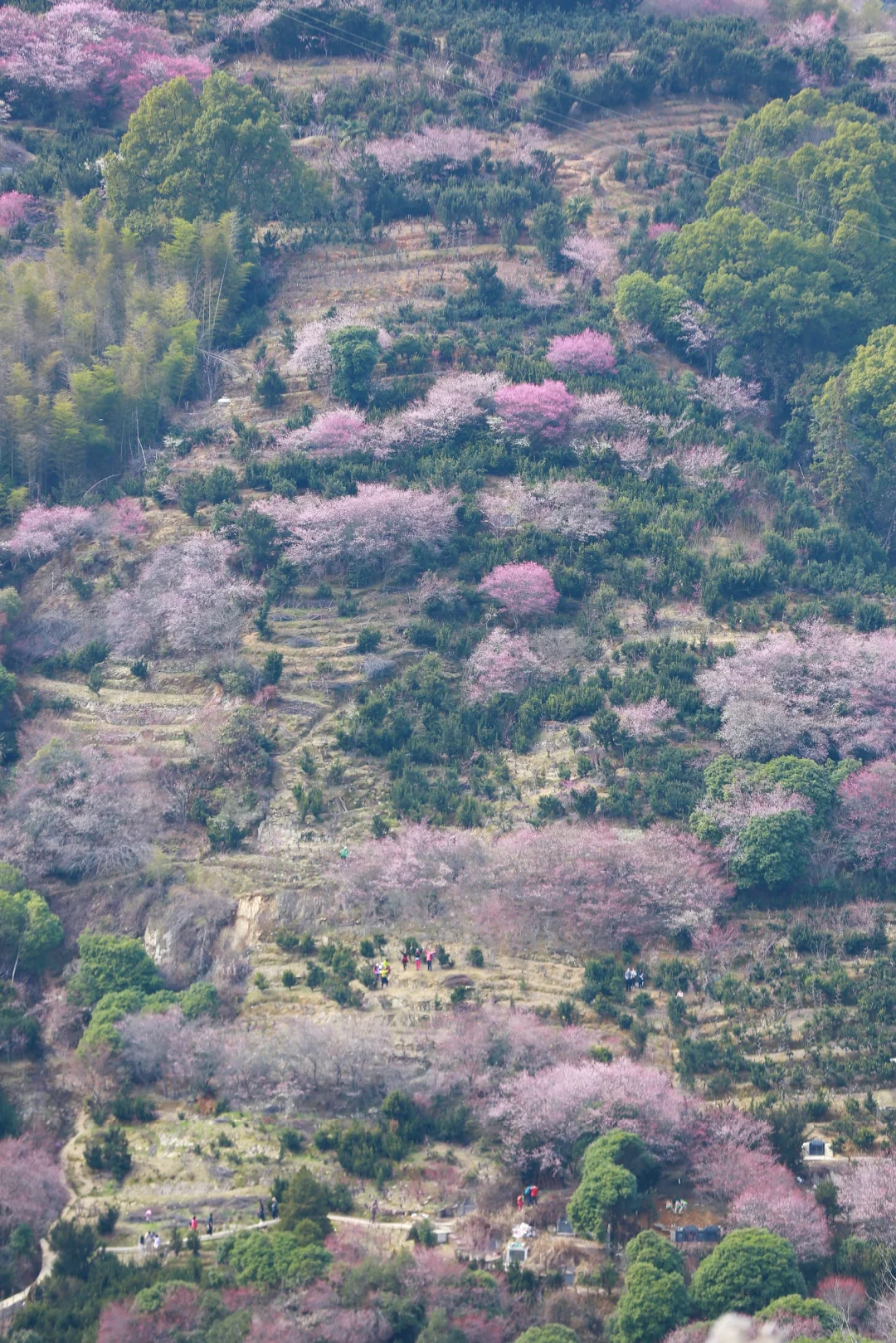 村里老板发来消息:卖花渔村梅花，全开了！