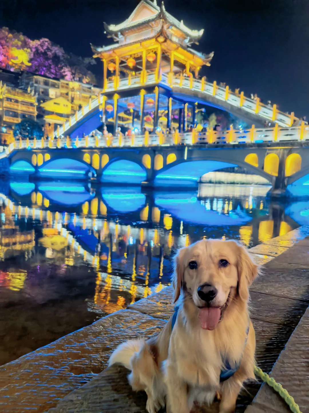 2024带狗狗去过的宠物友好城市景区（推荐）