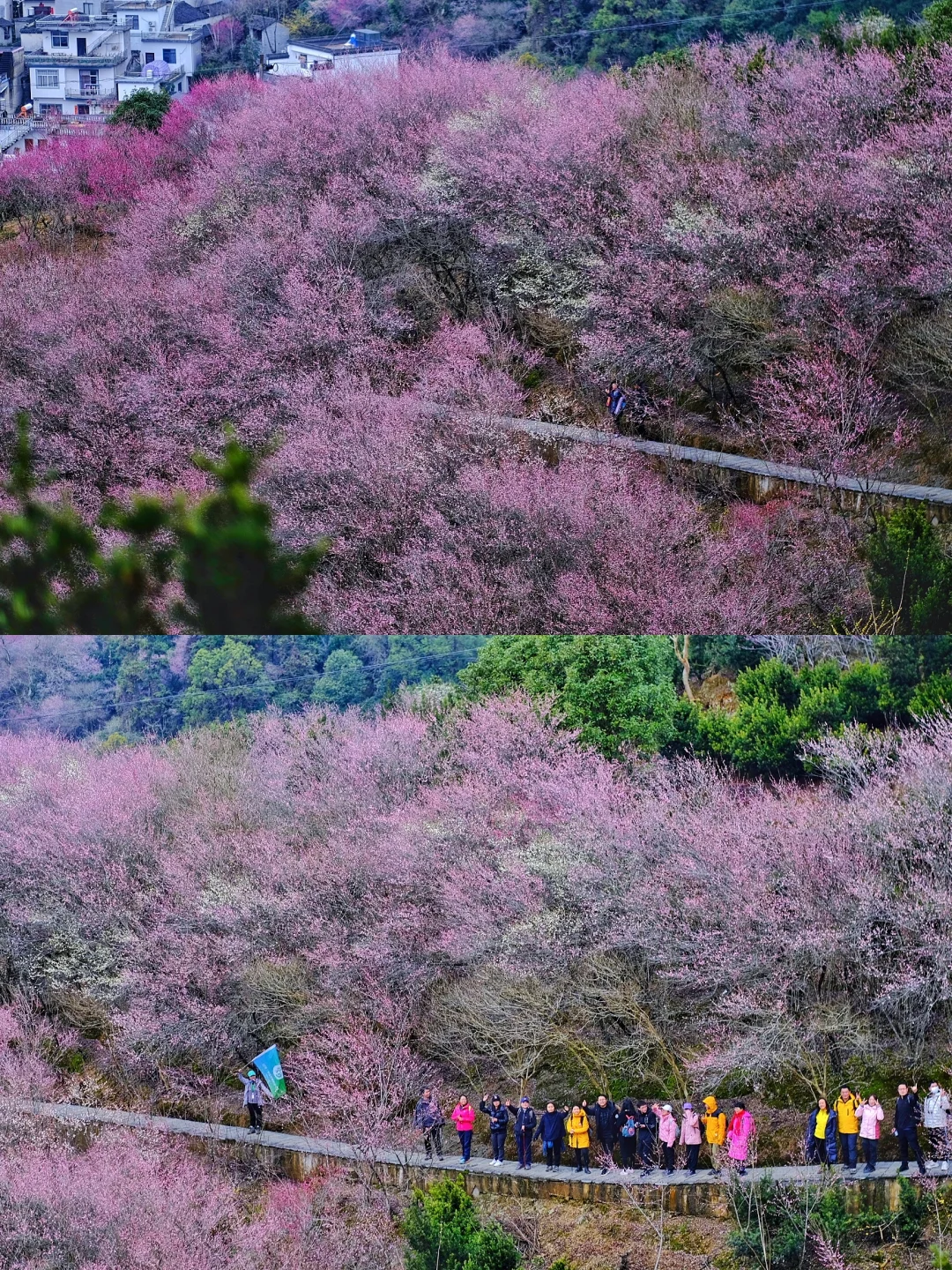 村里老板发来消息:卖花渔村梅花，全开了！