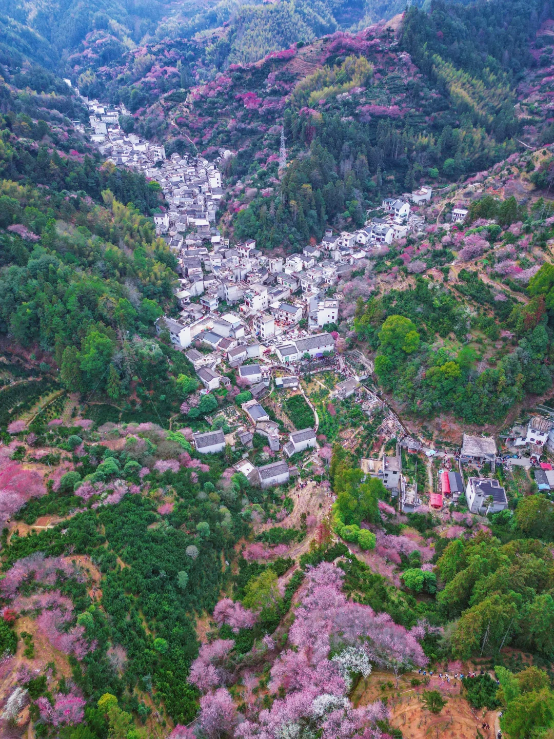 村里老板发来消息:卖花渔村梅花，全开了！