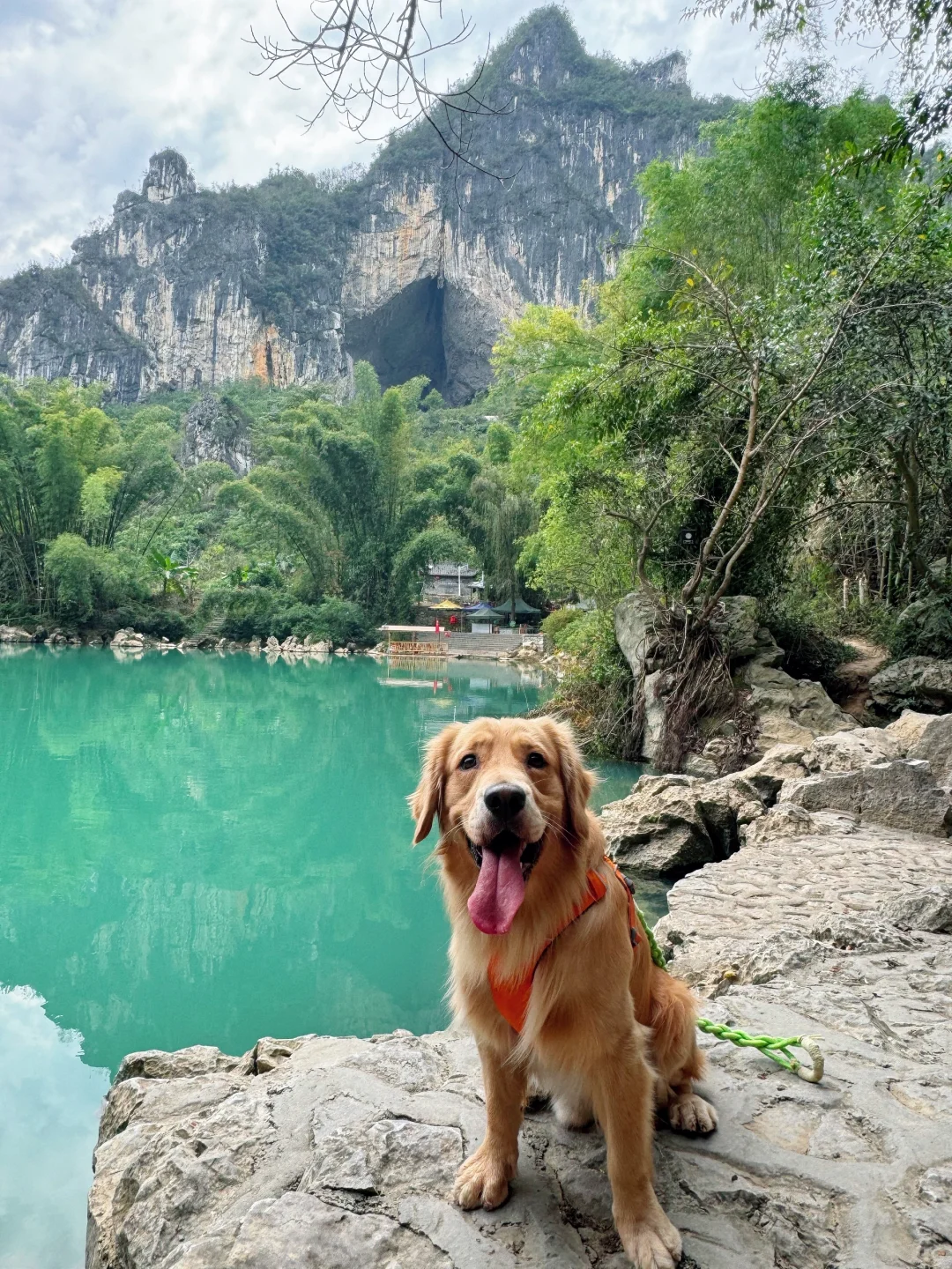 2024带狗狗去过的宠物友好城市景区（推荐）