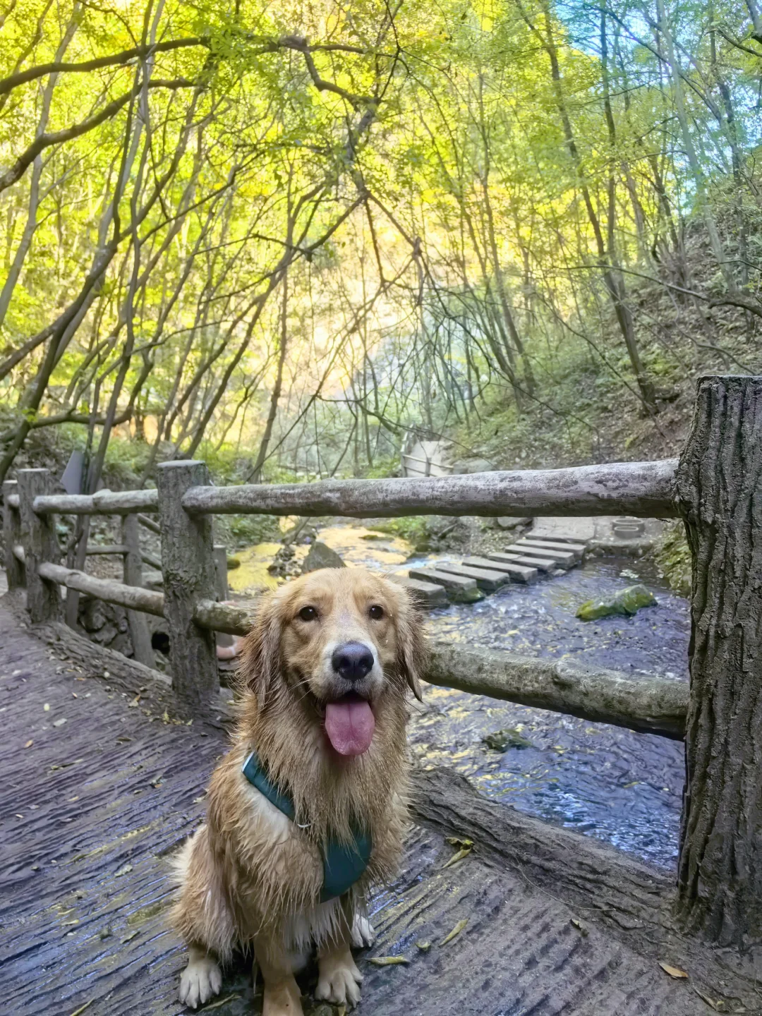 2024带狗狗去过的宠物友好城市景区（推荐）