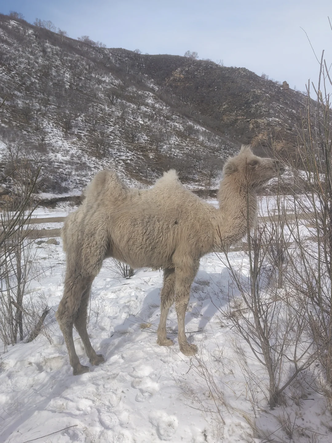 本地人强推！呼和浩特包车打开小众景点