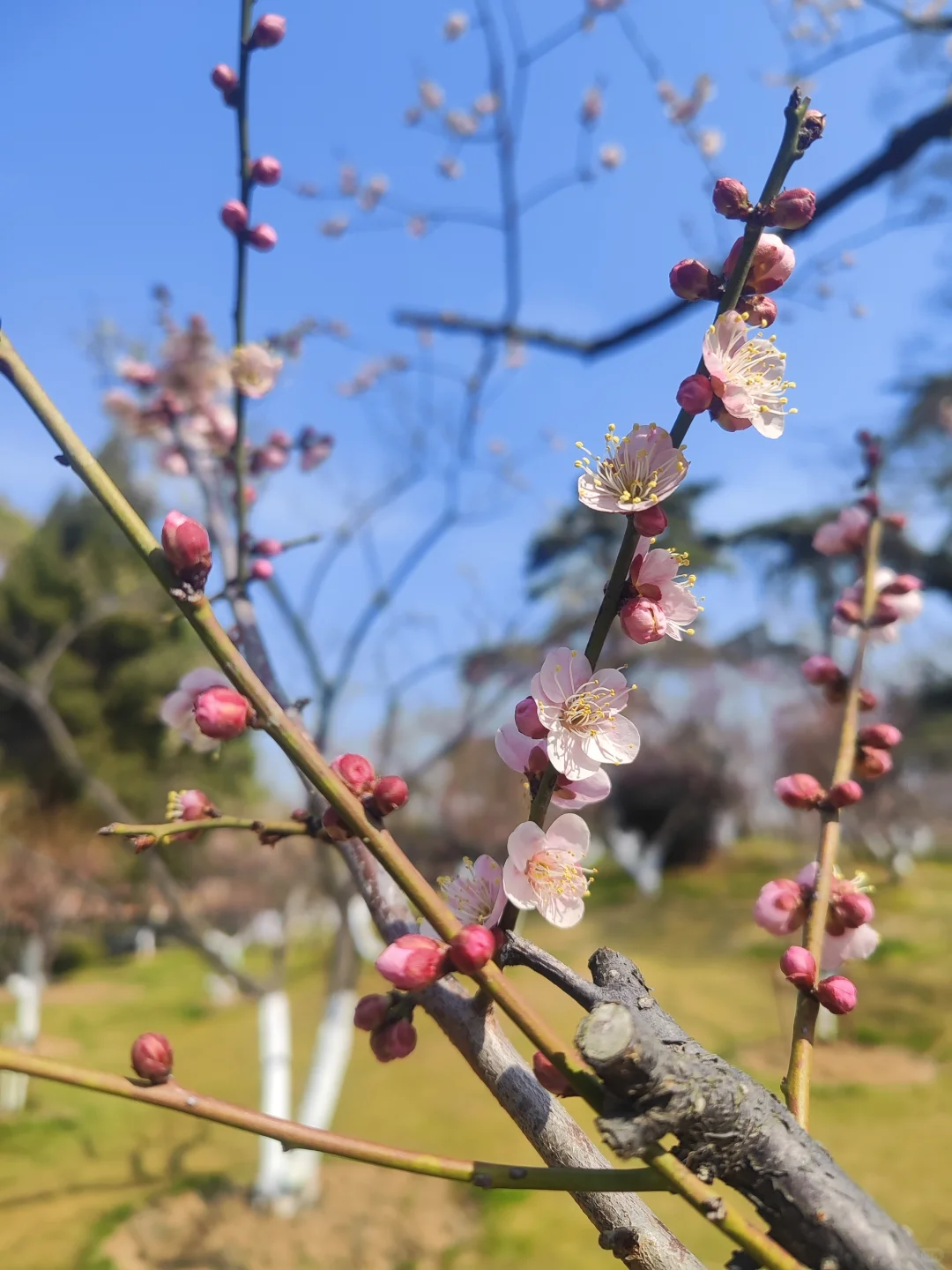 东湖听涛景区的梅花开了,免费!