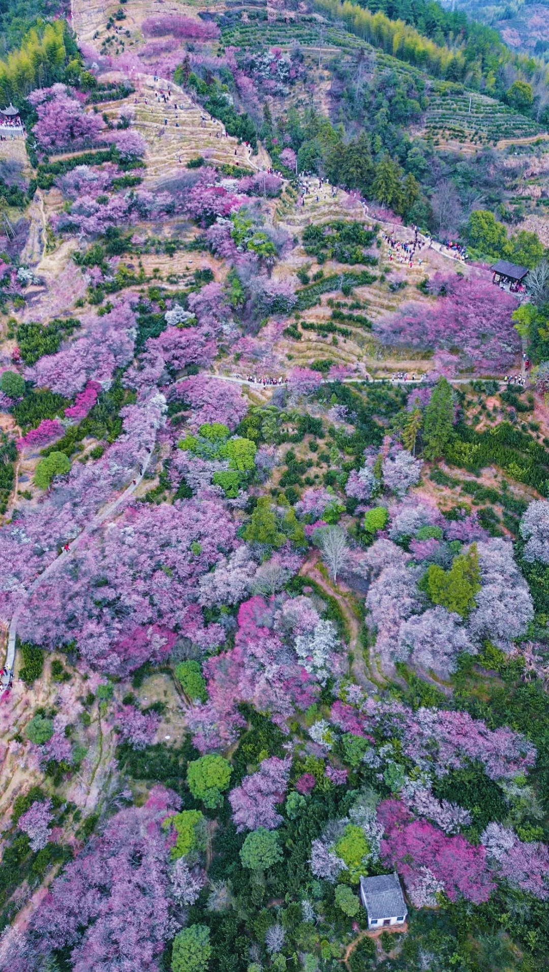 村里老板发来消息:卖花渔村梅花，全开了！