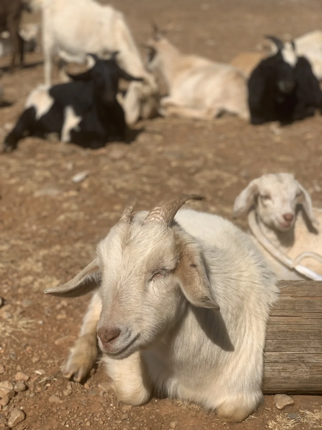 东巴谷：玉龙雪山下的宁静绿洲 🌿