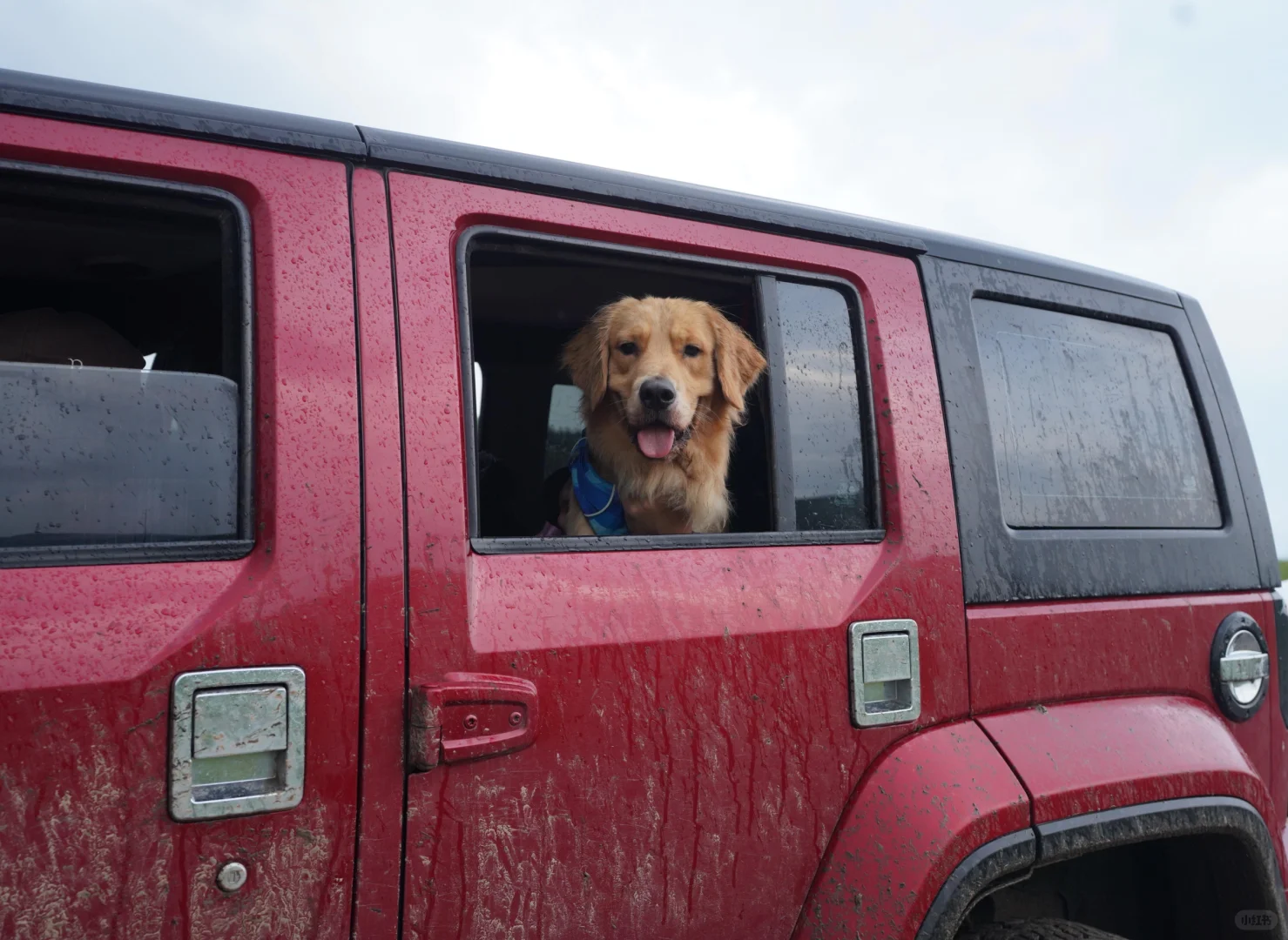 2024带狗狗去过的宠物友好城市景区（推荐）