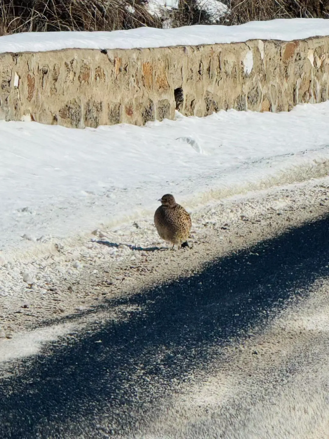 本地人强推！呼和浩特包车打开小众景点