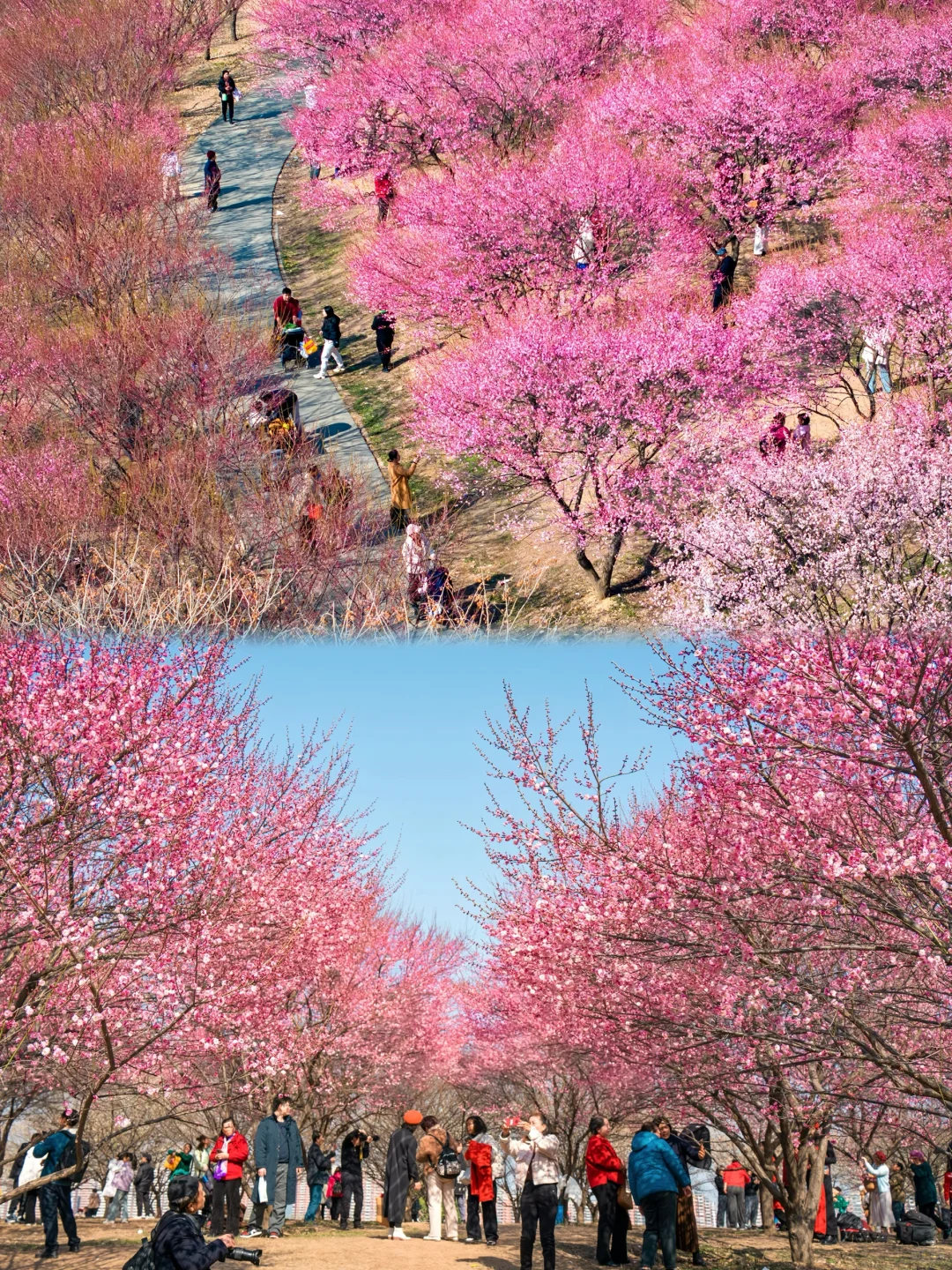 武汉春节就能赏梅花啦🌸1.30实拍,免费景点