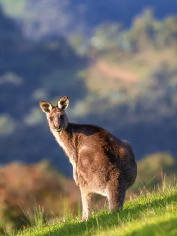 2025澳洲玩🔥绝对不踩坑旅游攻略❗️❗️❗️
