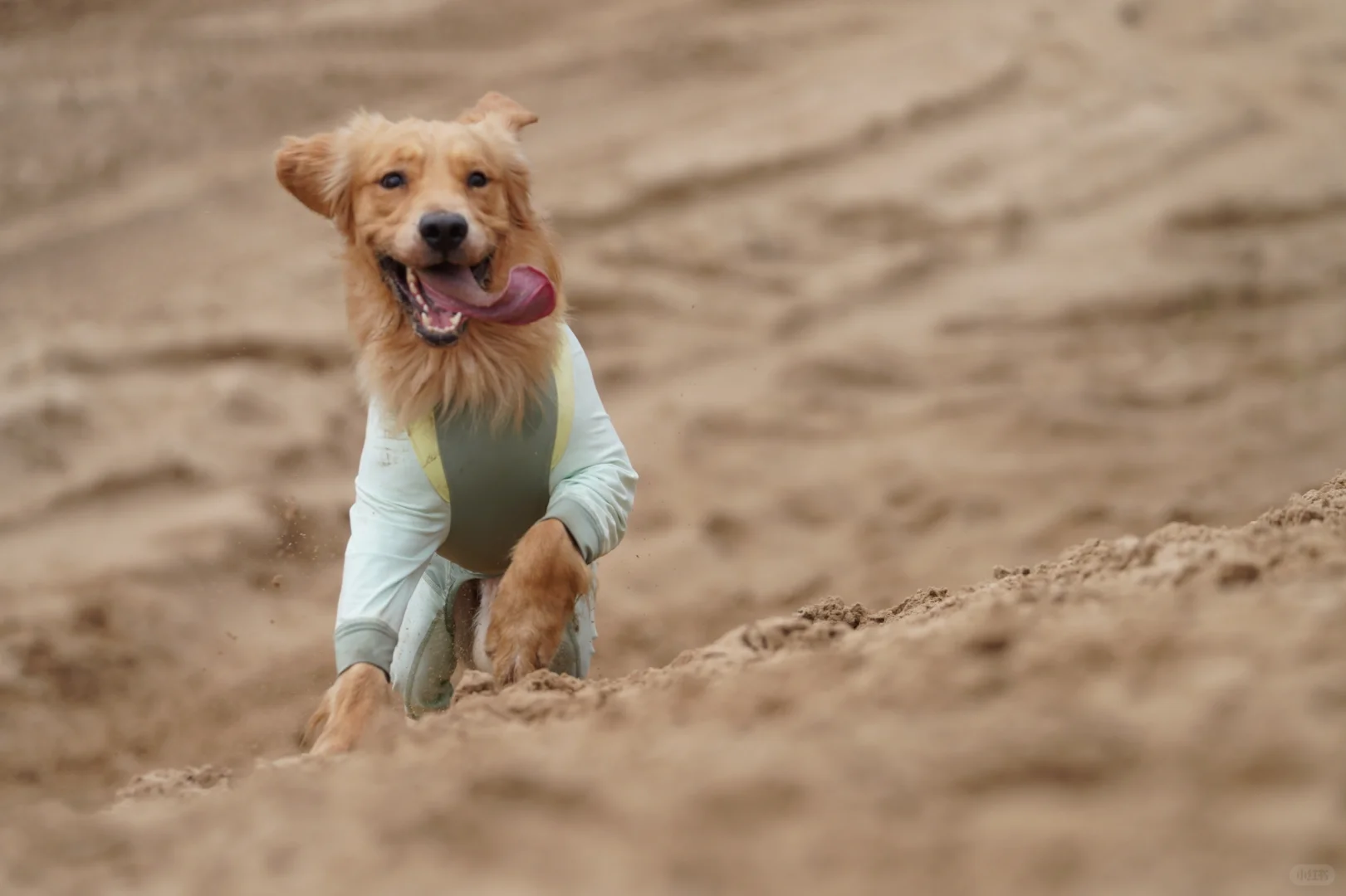 2024带狗狗去过的宠物友好城市景区（推荐）