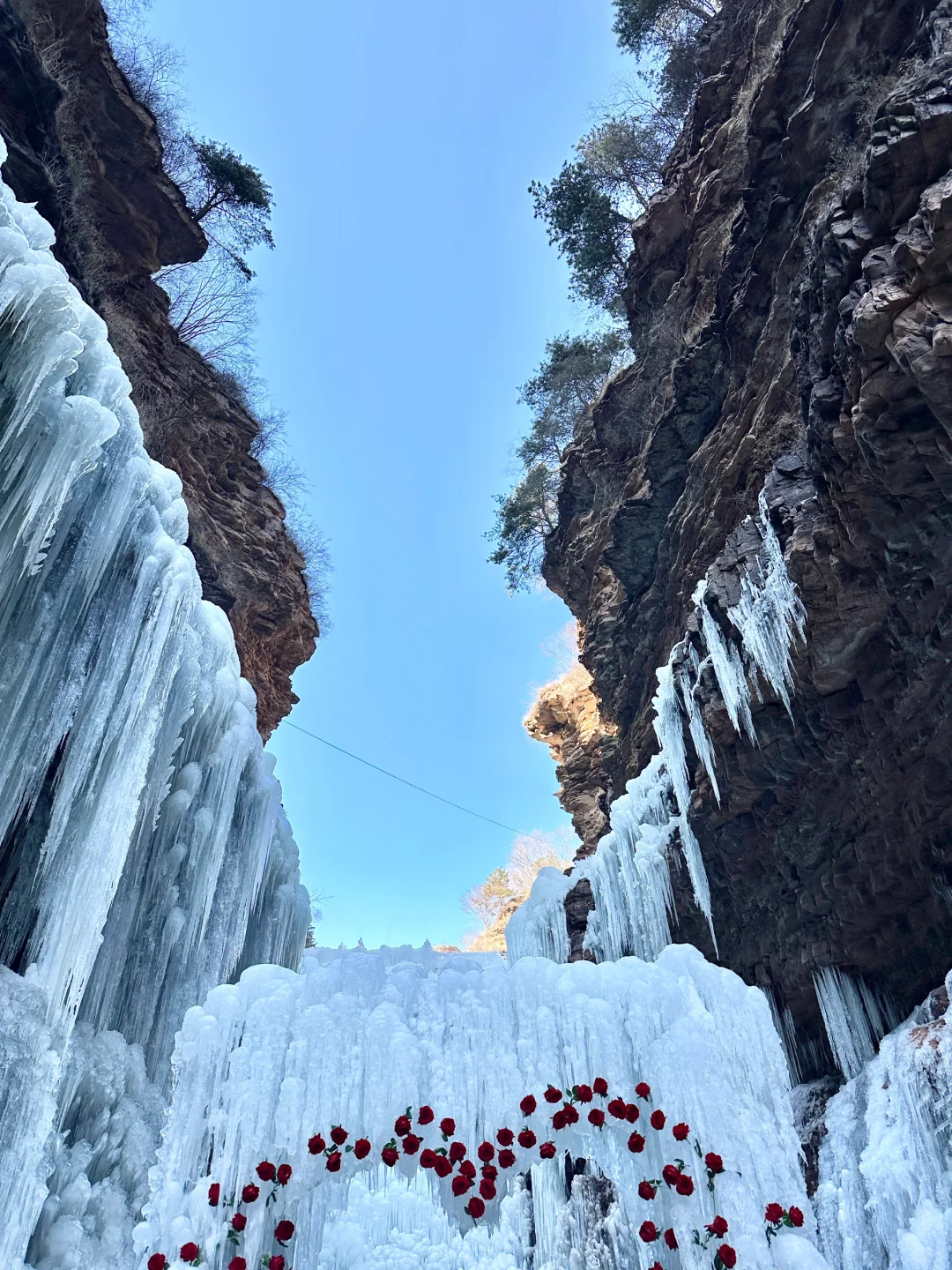 邯郸武安冰封玫瑰