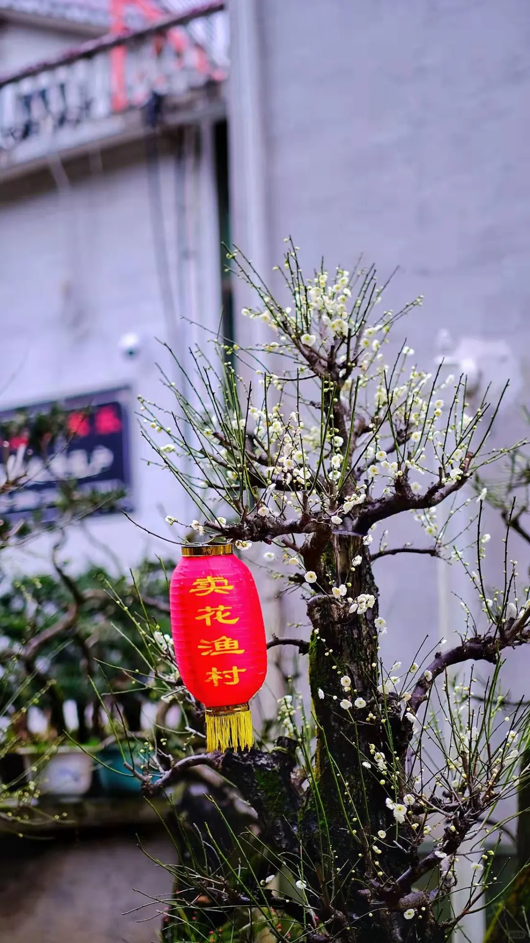 村里老板发来消息:卖花渔村梅花，全开了！