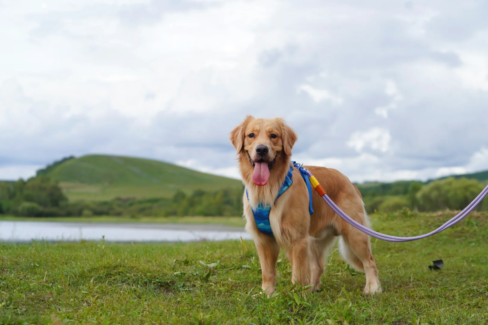 2024带狗狗去过的宠物友好城市景区（推荐）