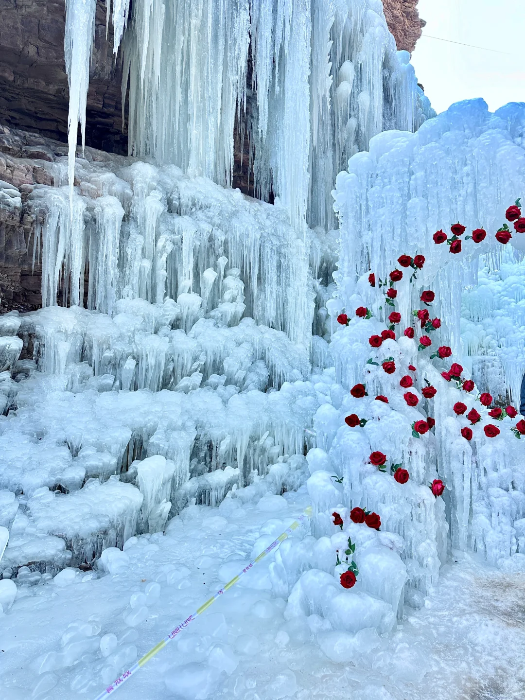 邯郸武安冰封玫瑰