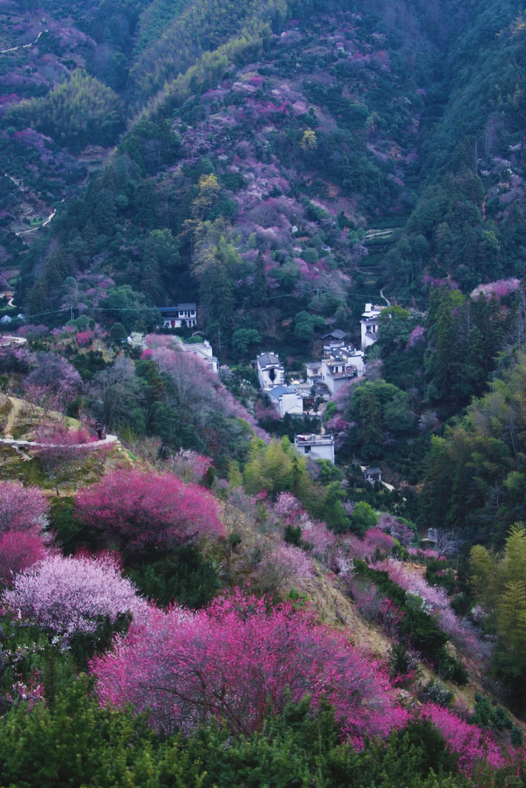 村里老板发来消息:卖花渔村梅花，全开了！