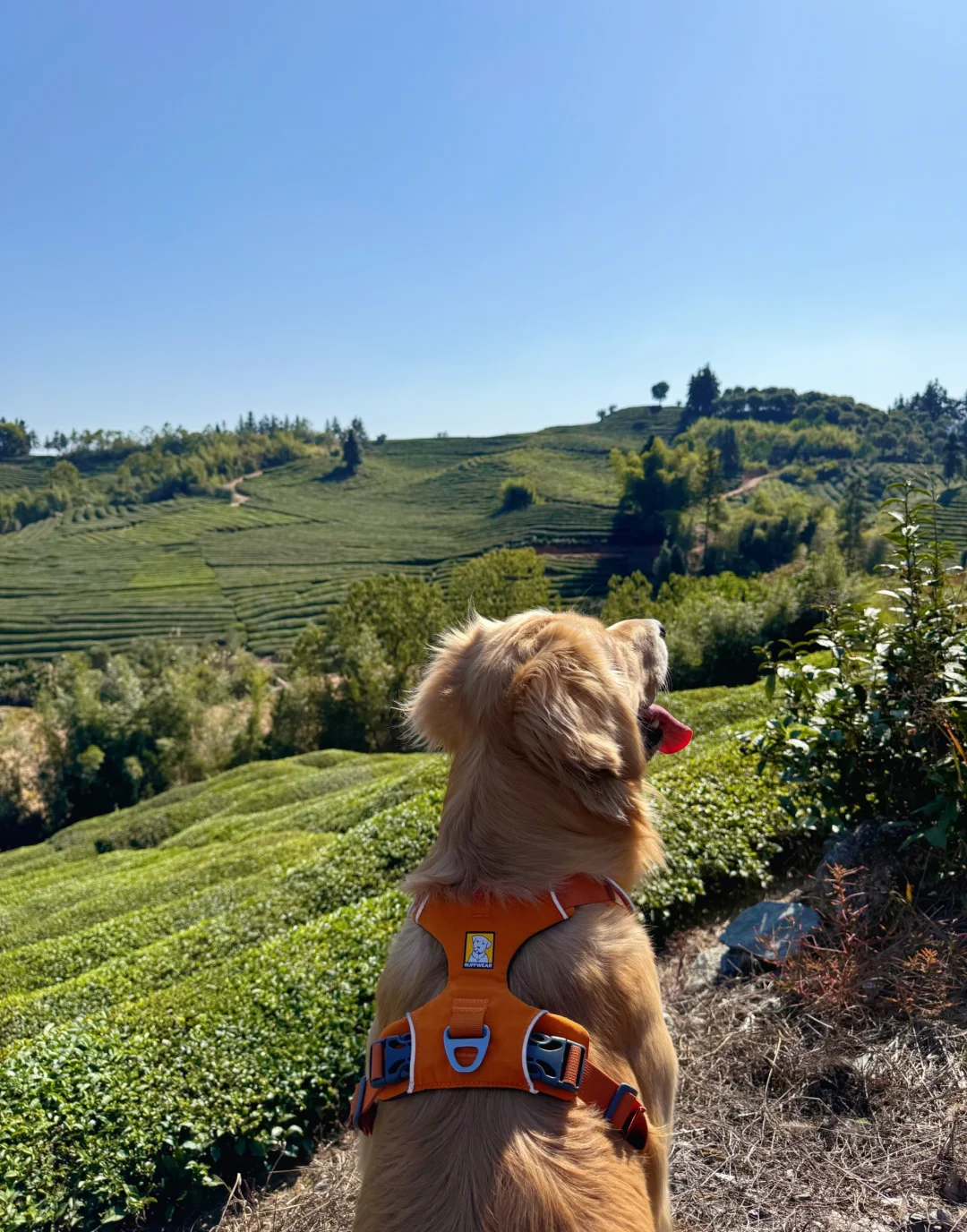 2024带狗狗去过的宠物友好城市景区（推荐）