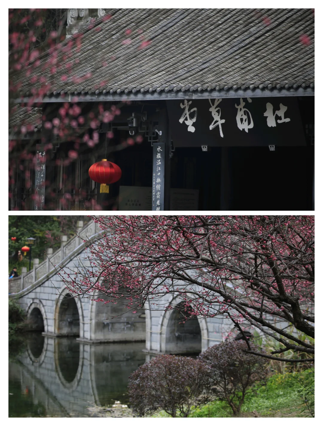 成都拍照地｜浣花溪春日梅花